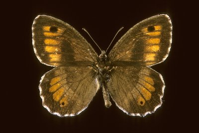 Small agreste by Augustus Kollner