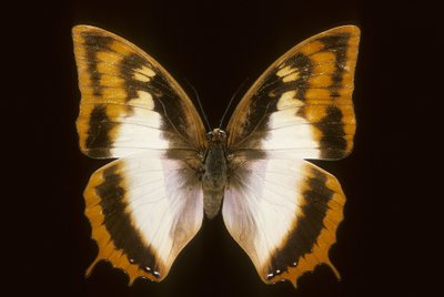 Azota protoclea charaxes by Augustus Kollner