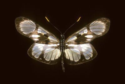 Dismorphia orise by Augustus Kollner