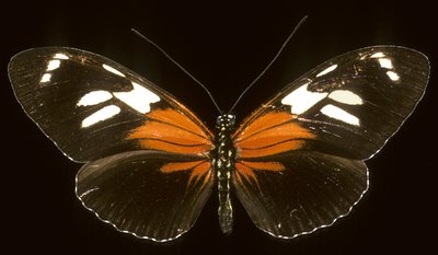 Heliconie by Augustus Kollner
