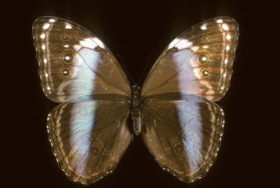 Morpho achilles, Female by Augustus Kollner
