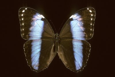 Morpho achilles, Male by Augustus Kollner