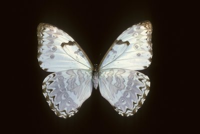 Morpho catenarius by Augustus Kollner