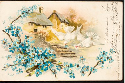 Old Postcard/Dove by Augustus Kollner