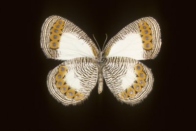 Physcaeneura leda by Augustus Kollner