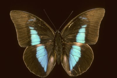 Prepona domophora extincta by Augustus Kollner