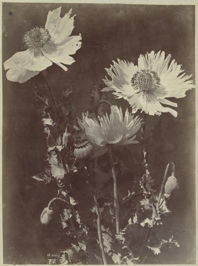 Flower still life with poppies by Charles Hippolyte Aubry