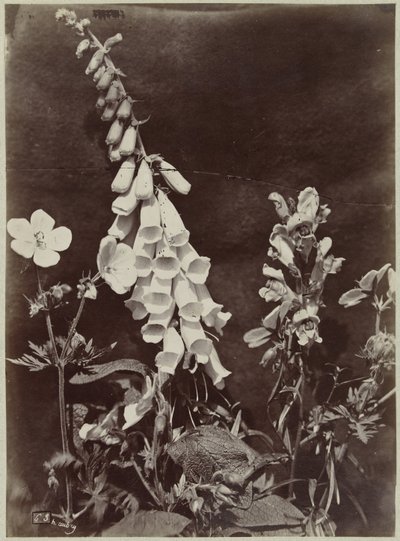 Flower Still Life with Foxglove by Charles Hippolyte Aubry