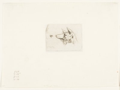 Head of a New Holland Dog by Charles Meryon