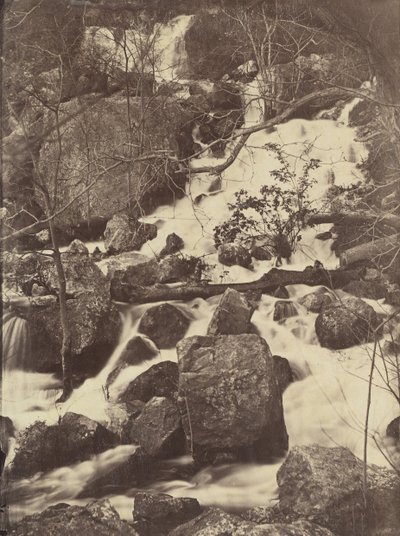 Trees and Waterfalls by Charles Nègre