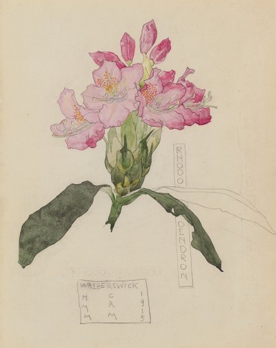 Study of a Rhododendron by Charles Rennie and MacDonald Mackintosh Margaret Mackintosh