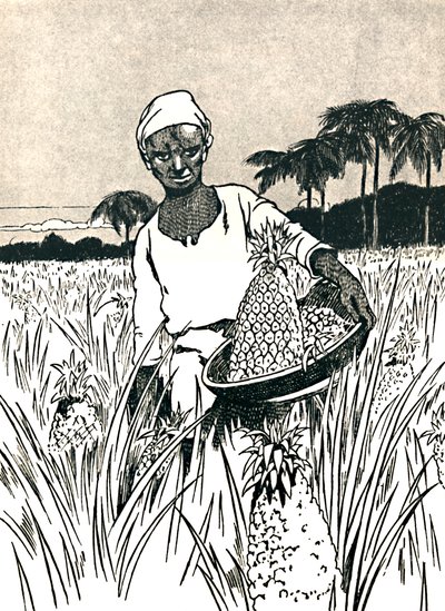 Gathering Pineapples by Charles Robinson