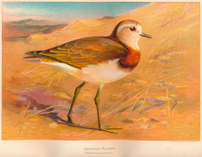 Caspian Plover Ochthodromus Asiaticus by Charles Whymper
