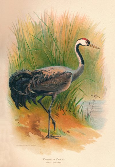 Common Crane (Grus cinerea) by Charles Whymper