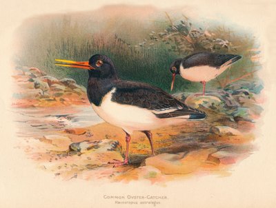 Common Oyster-Catcher Haematopus ostralegus by Charles Whymper