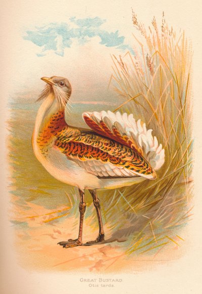 Great Bustard Otis tarda by Charles Whymper