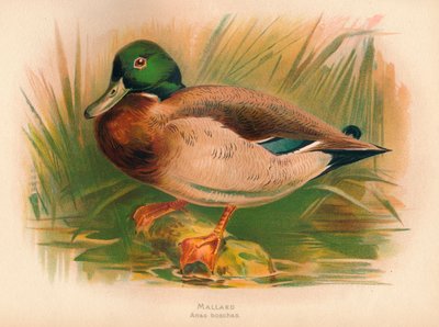 Mallard Anas boschas by Charles Whymper