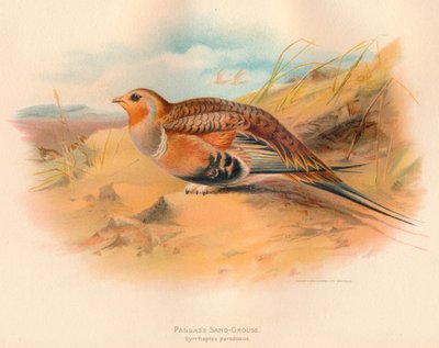 Pallass Sand-Grouse Syrrhaptes Paradoxus by Charles Whymper