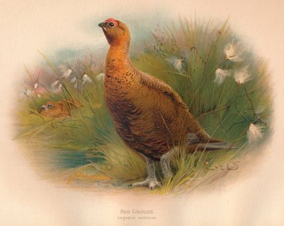 Red Grouse Lagopus Scoticus by Charles Whymper