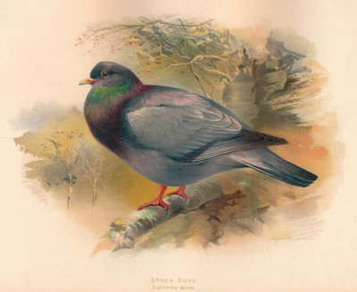 Stock Dove Columba aenas by Charles Whymper