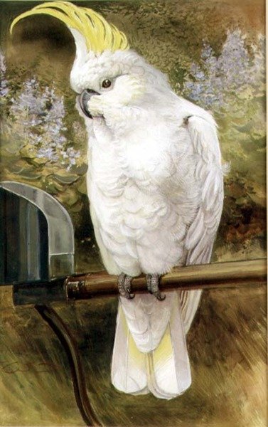 Sulphur Crested Cockatoo by Charles Whymper