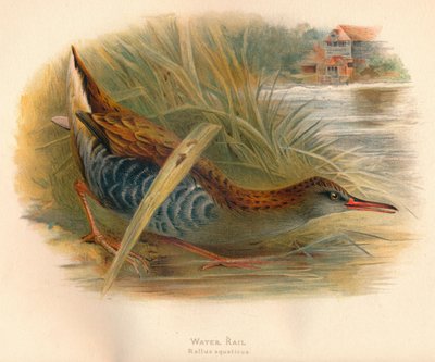 Water Rail Rallus Aquaticus, 1900 by Charles Whymper