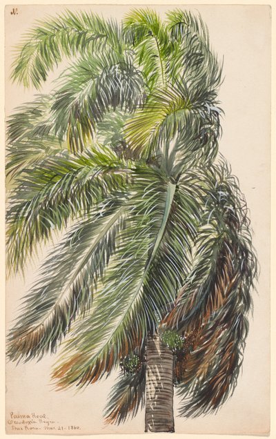 Palma Real by Charles de Wolf Brownell