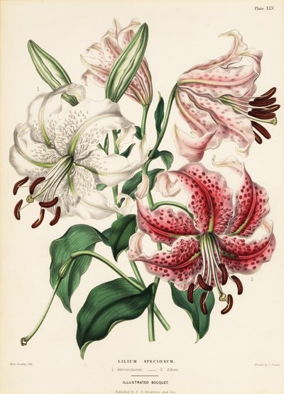 Japanese lily varieties, Lilium specioseum by Charlotte Caroline Sowerby