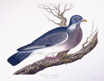 Ring Dove Woodpigeon by Charlotte L. E. Perrott