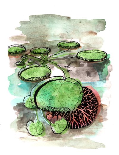 Lilypads, 2020 by Charlotte Orr
