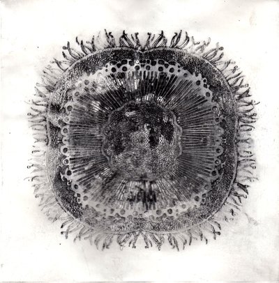 Plant Cells, 2019 by Charlotte Orr