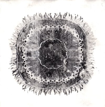 Plant Cells by Charlotte Orr