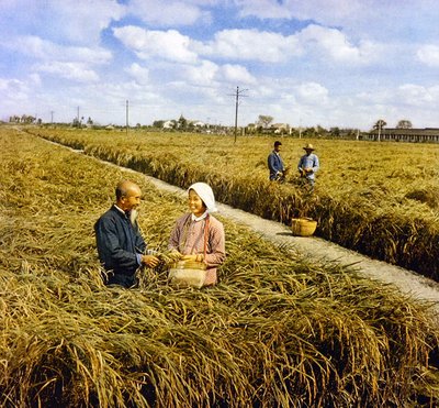 Joy of a Bumper Harvest, Communist China by Chinese Photographer