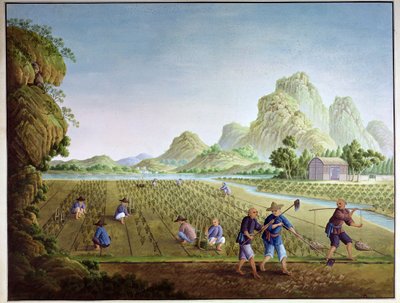 Rice cultivation in China, transplanting plants by Chinese School