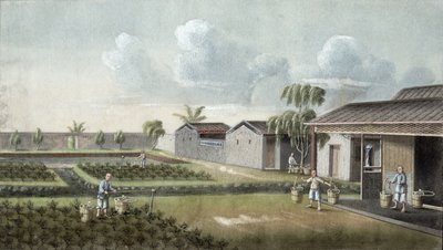 Watering tea plants by Chinese School