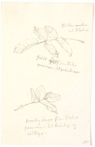 Leaf Studies with Color Indications in Pencil by Christen Købke