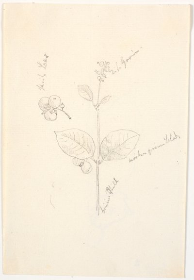 Plant Studies with Color Indications in Pencil by Christen Købke