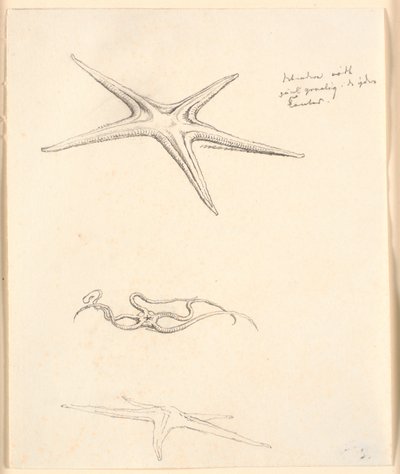Starfish by Christen Købke