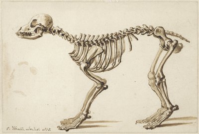Skeleton of a Dog from the Side by Christiaan Kramm