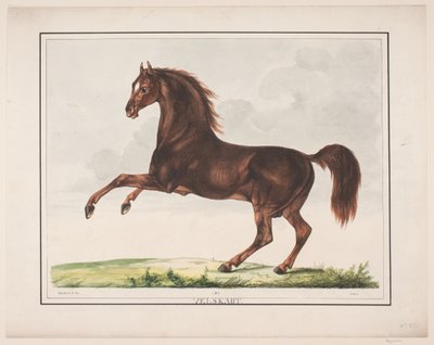 The Well-Formed Horse by Christian David Gebauer