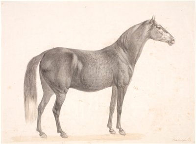 Black Horse by Christian David Gebauer
