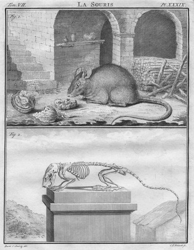The Mouse by Christian Friedrich Fritzsch