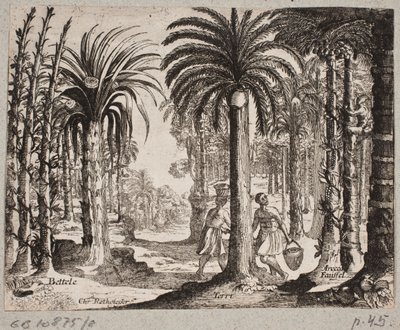 Palm Grove with Betel Palms by Christian Rothgiesser