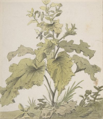 Study of a Plant, 1712-1774 by Christian Wilhelm Ernst Dietrich