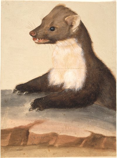 A Marten by Christoph Amberger