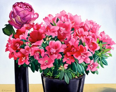 Azalea Rose by Christopher Ryland