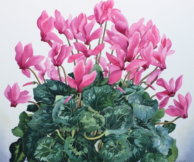 Cyclamen Portrait by Christopher Ryland