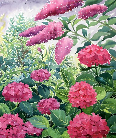 Garden Hydrangeas and Buddleia by Christopher Ryland
