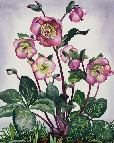 Hellebore by Christopher Ryland