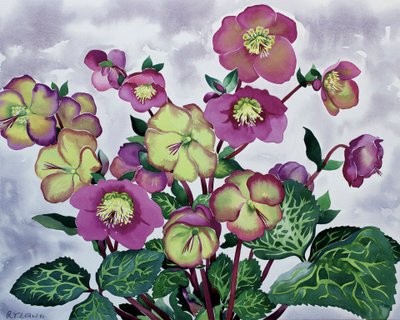 Helleborus by Christopher Ryland